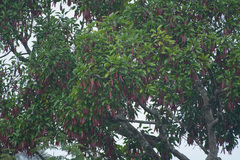 Dipterocarpus grandiflorus