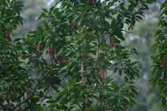 Dipterocarpus grandiflorus