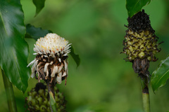 Etlingera