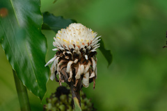 Etlingera