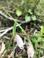 Cleistesiopsis bifaria