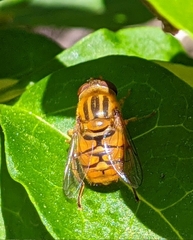 Parhelophilus frutetorum