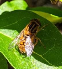 Parhelophilus frutetorum