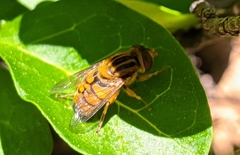 Parhelophilus frutetorum