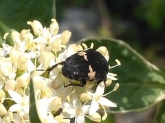 Glycyphana fulvistemma