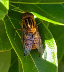 Parhelophilus frutetorum