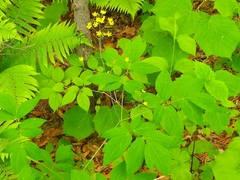 Caulophyllum robustum