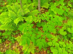 Caulophyllum robustum