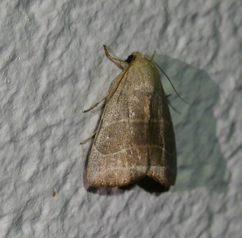 Straight-lined Mallow Moth photo 2