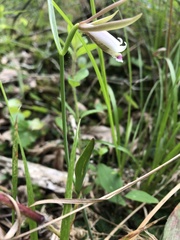 Cleistesiopsis bifaria