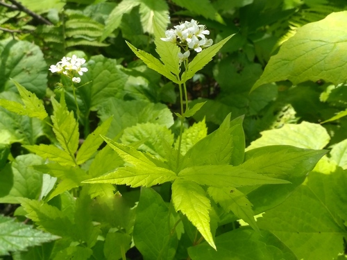 Cardamine leucantha iNat (3)