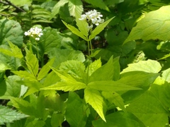 Cardamine leucantha