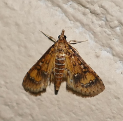 Niphograpta albiguttalis