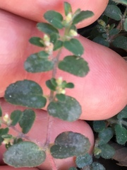 Euphorbia cozumelensis