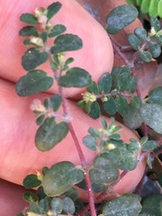 Euphorbia cozumelensis