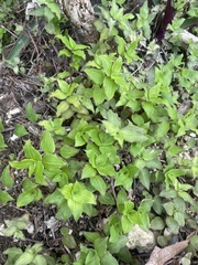 Callisia repens
