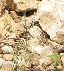 Aegilops triuncialis