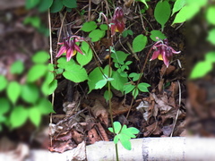 Aquilegia oxysepala