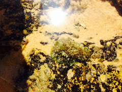 Dolabrifera brazieri