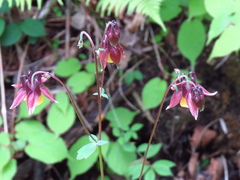 Aquilegia oxysepala