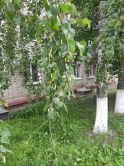 Betula pendula