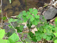 Aquilegia oxysepala