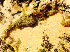 Dolabrifera brazieri