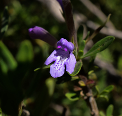 Clinopodium chilense