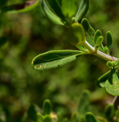 Clinopodium chilense