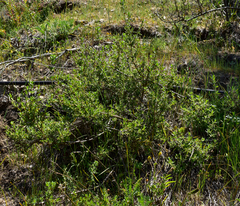 Clinopodium chilense