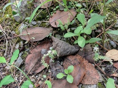 Sedum potosinum