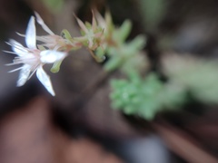 Sedum potosinum