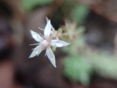 Sedum potosinum