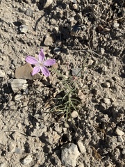 Lygodesmia grandiflora dianthopsis