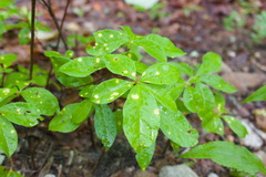 Naohidemyces vacciniorum