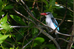 Halcyon senegaloides