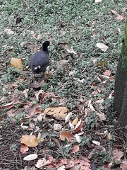 Fulica americana columbiana