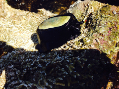 Scutus antipodes