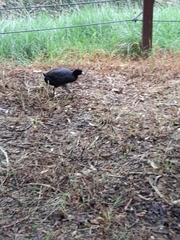 Fulica americana columbiana