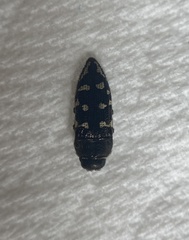 Acmaeodera bowditchi