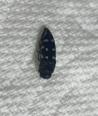 Acmaeodera bowditchi