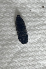 Acmaeodera bowditchi