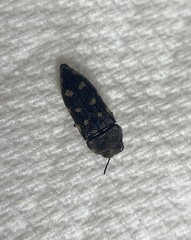 Acmaeodera bowditchi