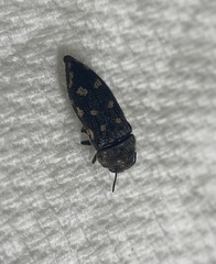 Acmaeodera bowditchi