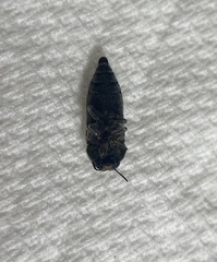 Acmaeodera bowditchi