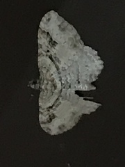 Costaconvexa