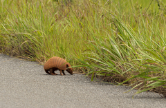 Euphractus sexcinctus