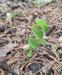 Sanguisorba officinalis