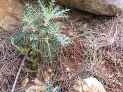 Ptilostemon hispanicus