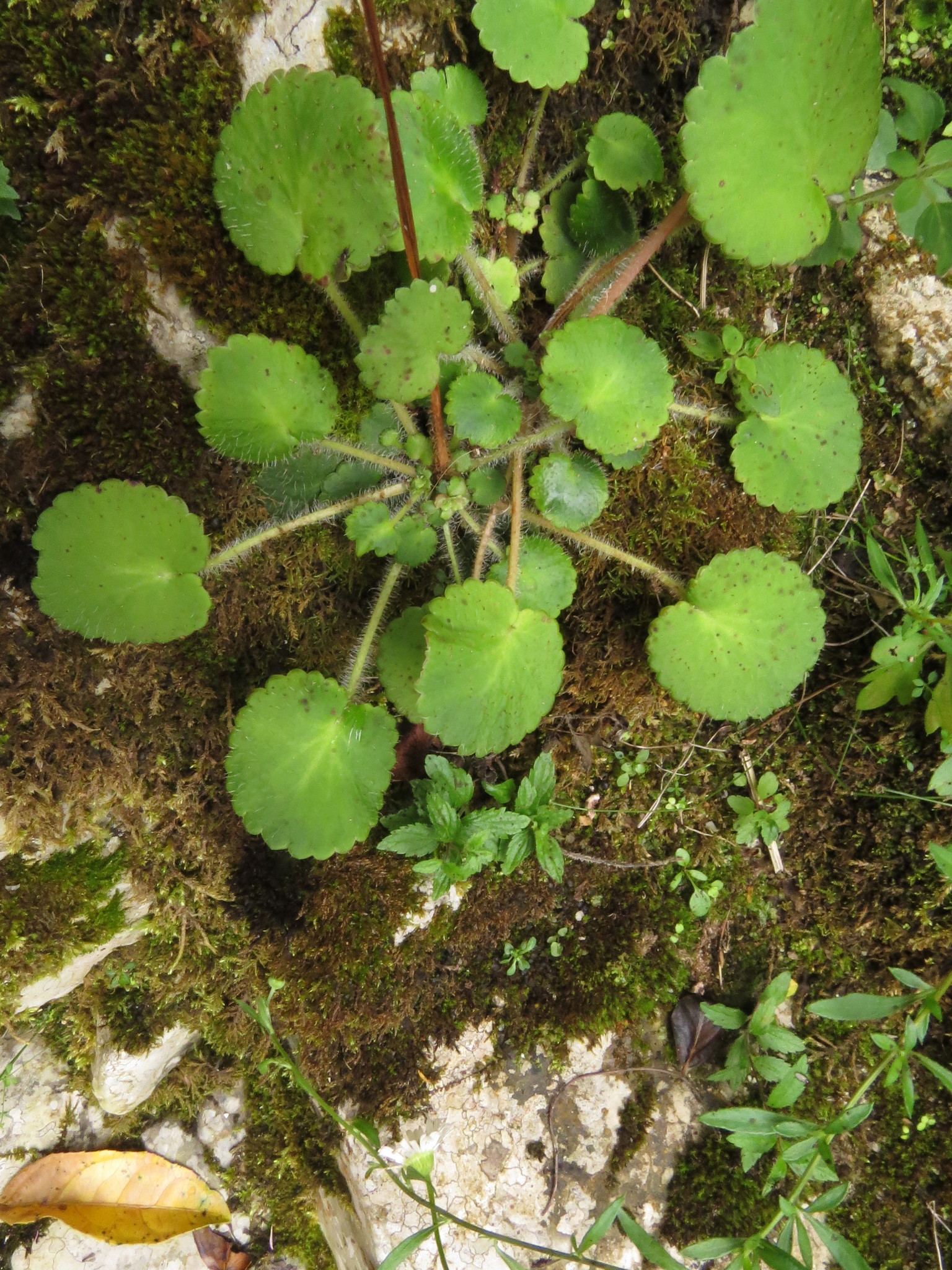Saxifraga hirsuta